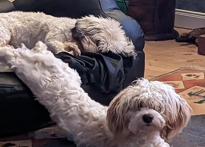 Casa Hibiscus شقة *